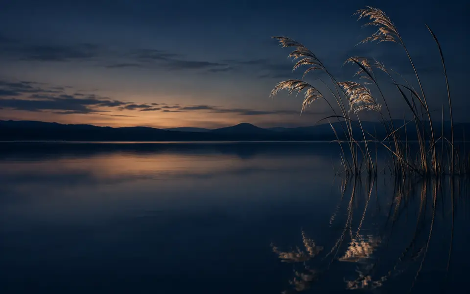 Canne sottili riflesse sull’acqua blu notte